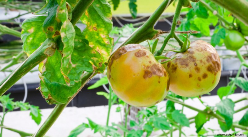 7 enfermedades comunes que matan las plantas de tomate