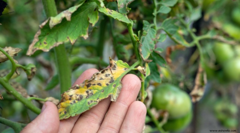 7 enfermedades comunes que matan las plantas de tomate