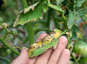 7 Enfermedades Comunes que Matan Plantas de Tomate: Síntomas, Causas y Cómo Prevenirlas