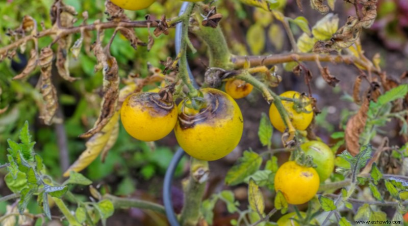 7 enfermedades comunes que matan las plantas de tomate