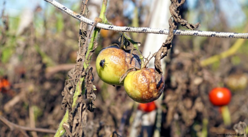 7 enfermedades comunes que matan las plantas de tomate