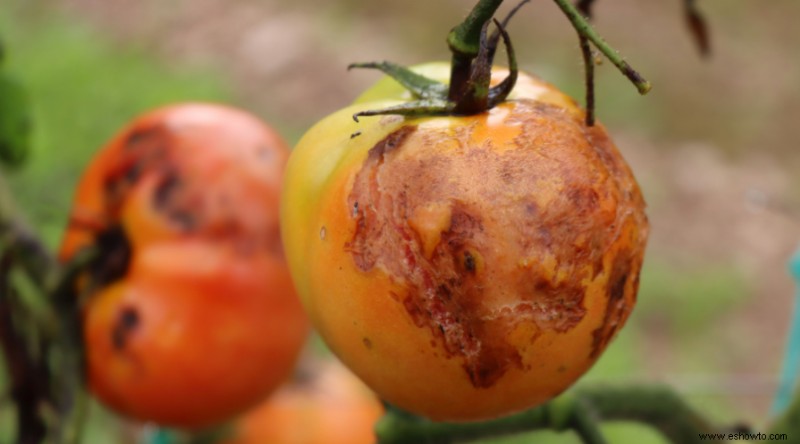 7 enfermedades comunes que matan las plantas de tomate