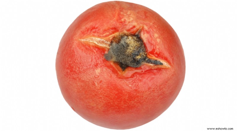 7 enfermedades comunes que matan las plantas de tomate
