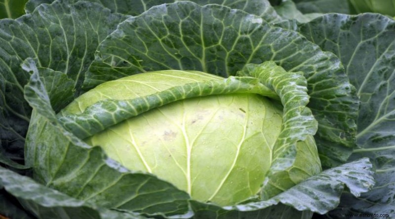 Qué no plantar cerca de los tomates