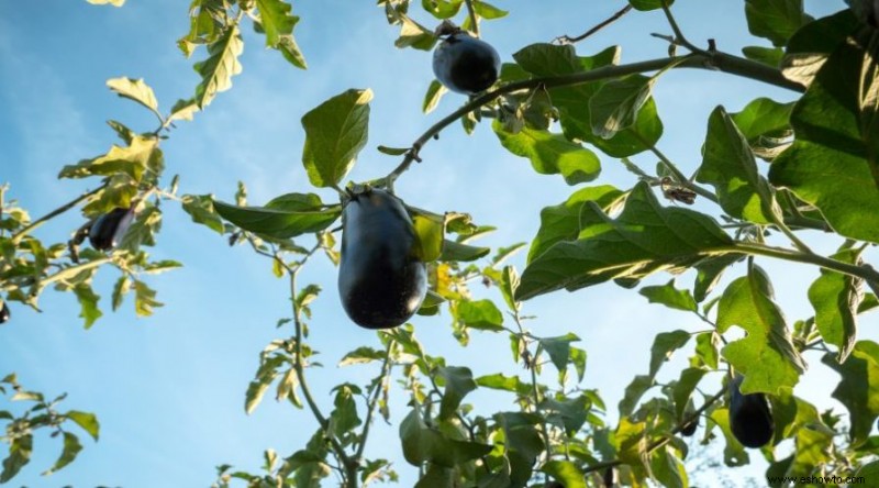 Qué no plantar cerca de los tomates