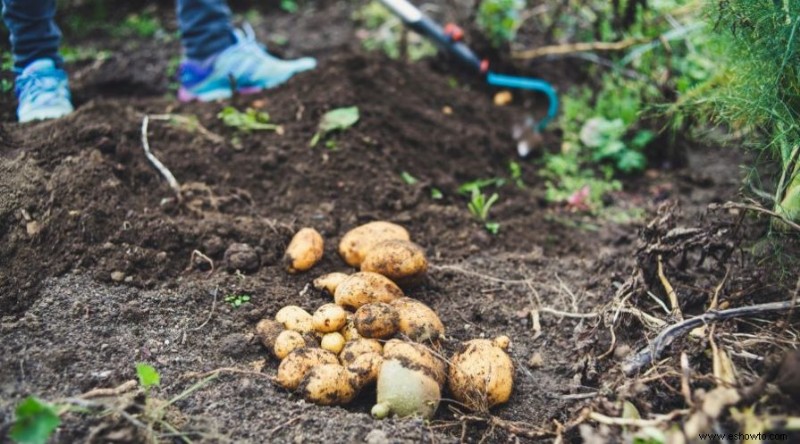 Qué no plantar cerca de los tomates