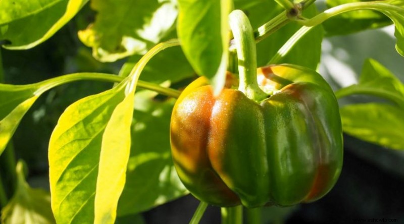 Qué no plantar cerca de los tomates