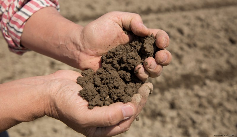 Por qué la reutilización de tierra de jardín en macetas puede dañar sus plantas