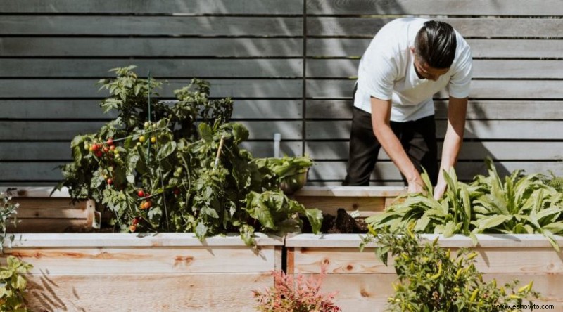 Qué no plantar cerca de los tomates