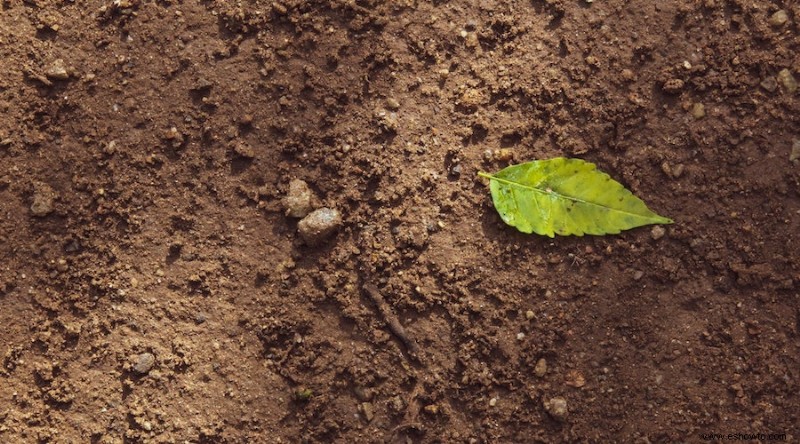 Por qué la reutilización de tierra de jardín en macetas puede dañar sus plantas