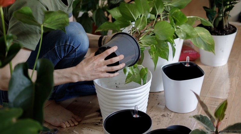 Por qué la reutilización de tierra de jardín en macetas puede dañar sus plantas