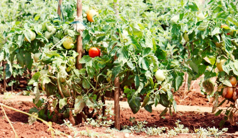 ¿Con qué frecuencia se deben regar las plantas de tomate?