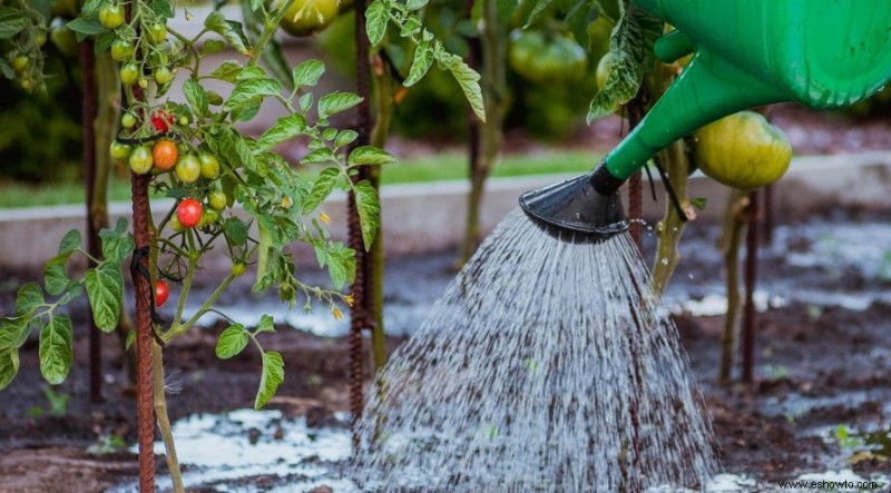 ¿Con qué frecuencia se deben regar las plantas de tomate?