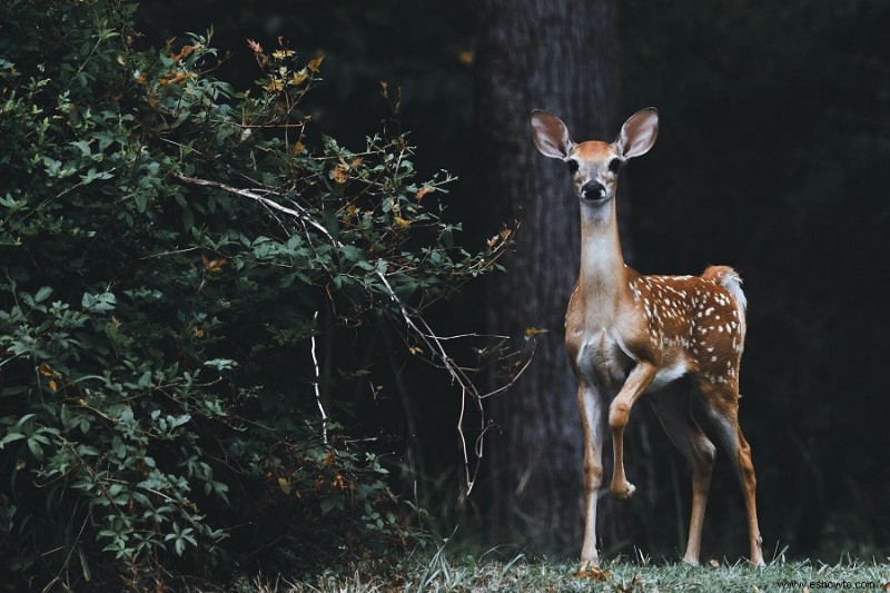 5 maneras de atraer la vida silvestre a su jardín