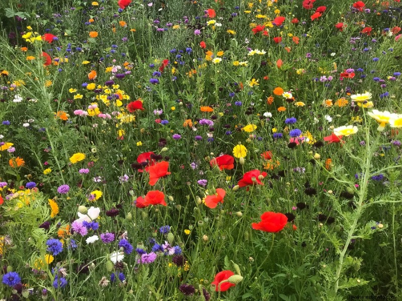 5 maneras de atraer la vida silvestre a su jardín