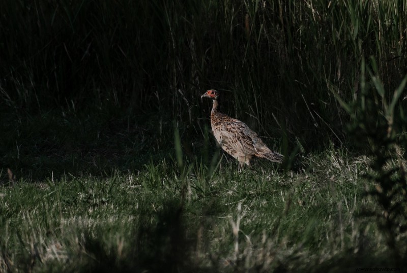 5 maneras de atraer la vida silvestre a su jardín