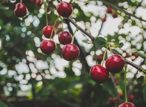Guía Completa: Cómo Podar Árboles Frutales para una Cosecha Abundante