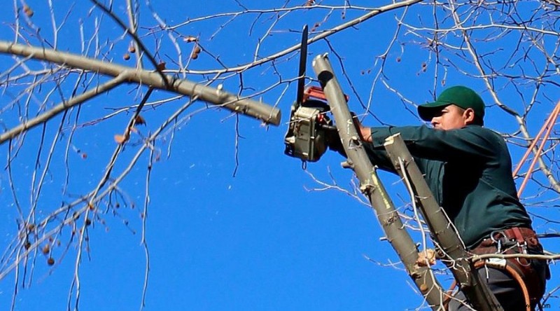 Cómo podar árboles frutales