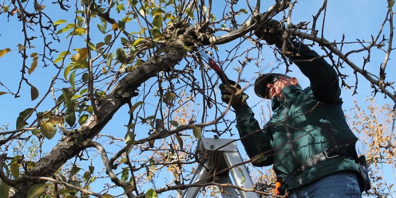 Cómo podar árboles frutales