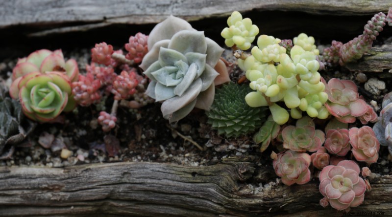 Evite estos 8 errores más comunes en el jardín de suculentas