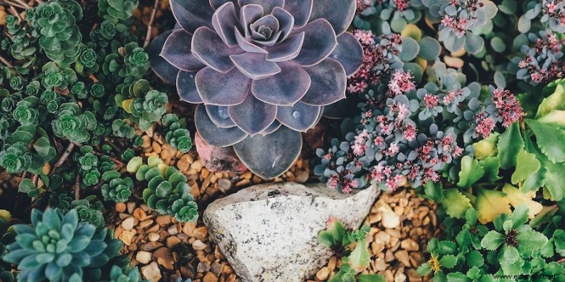 Evite estos 8 errores más comunes en el jardín de suculentas