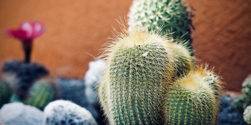 Cómo mantener vivas las plantas durante las vacaciones