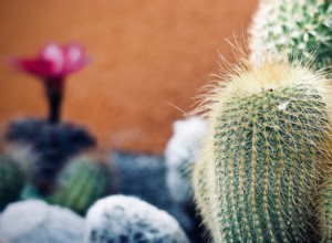 Guía práctica: Cómo mantener vivas tus plantas durante las vacaciones