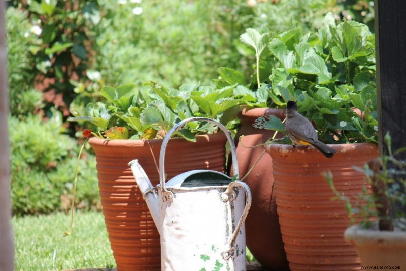 Cómo mantener vivas las plantas durante las vacaciones