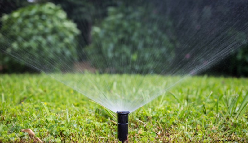 Cómo mantener vivas las plantas durante las vacaciones