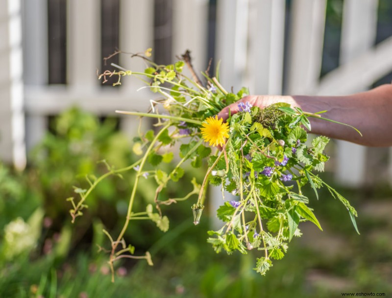 4 razones para usar virutas de jabón en barra en su jardín