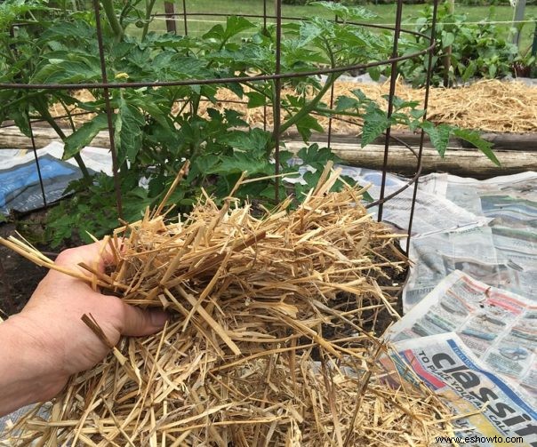 Cómo cubrir con paja su huerta