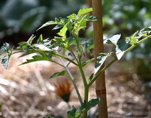 Cómo cubrir con paja su huerta