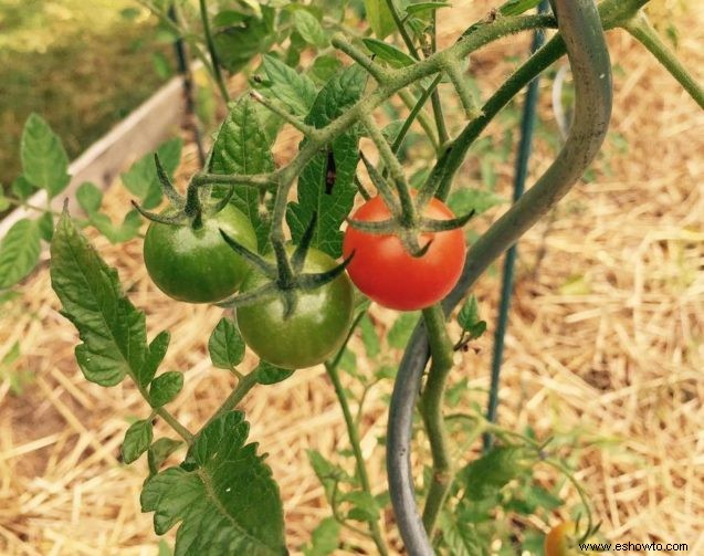 Cómo cubrir con paja su huerta