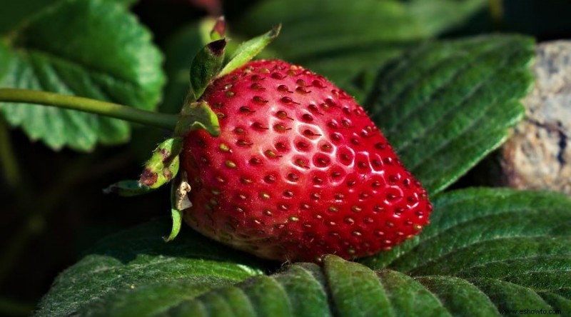 Recolección de fresas:cuándo y cómo cosechar su fruta