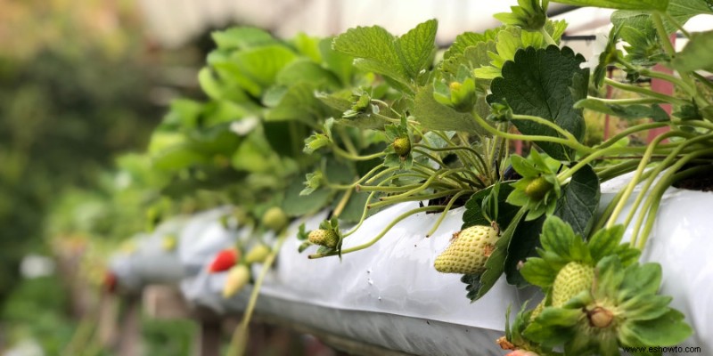 Recolección de fresas:cuándo y cómo cosechar su fruta