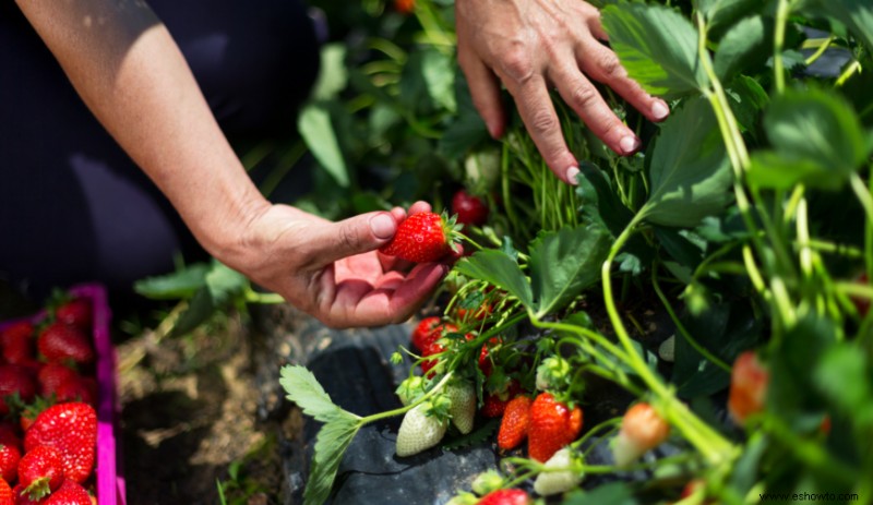 Recolección de fresas:cuándo y cómo cosechar su fruta