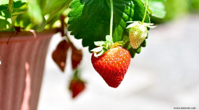 Recolección de fresas:cuándo y cómo cosechar su fruta