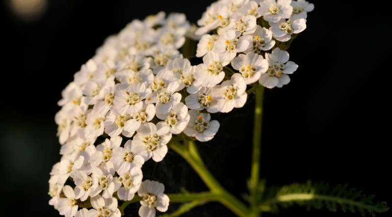 5 plantas para podar a principios del verano