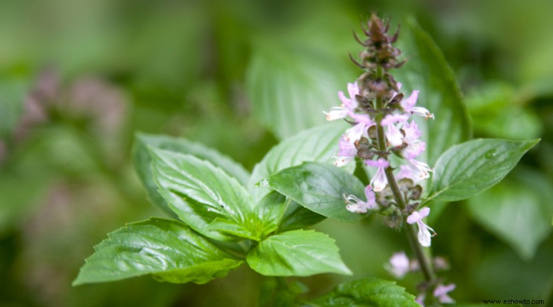 35 plantas que repelen mosquitos