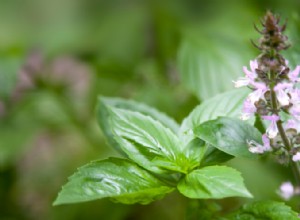 35 Plantas Efectivas para Repeler Mosquitos de Forma Natural: Guía Experta