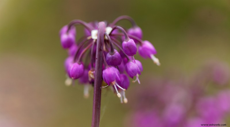 35 plantas que repelen mosquitos