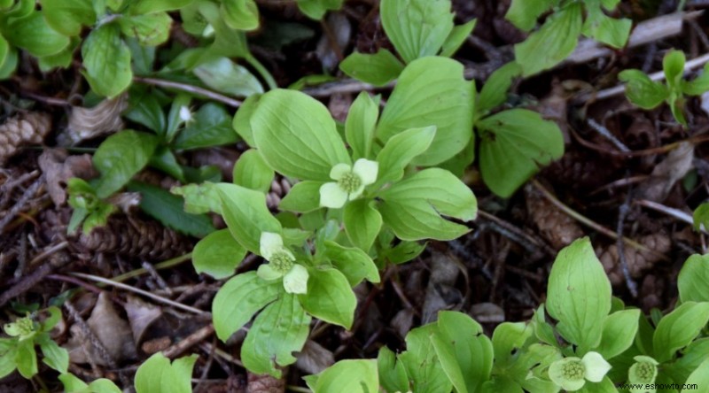 35 plantas que repelen mosquitos