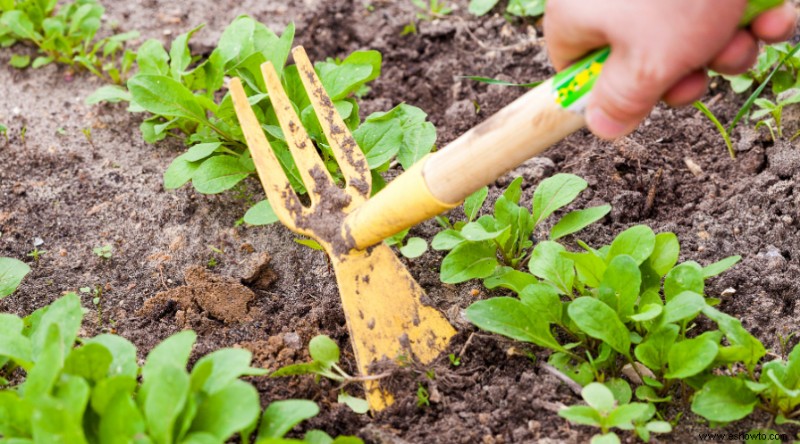 Cómo crear un jardín de grava