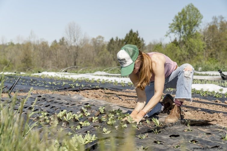 Cómo crear un jardín de grava