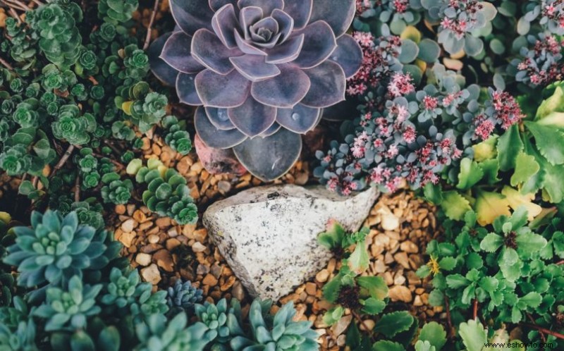 Cómo crear un jardín de grava