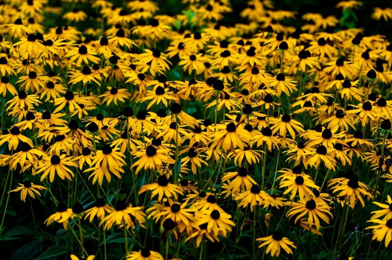 Cómo convertir su césped en un prado de flores silvestres