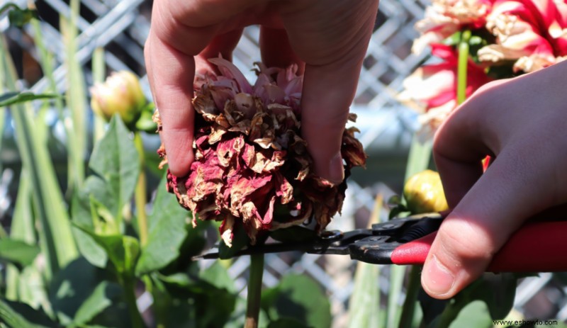 Cómo la peor sección de su jardín puede convertirse en el mejor jardín