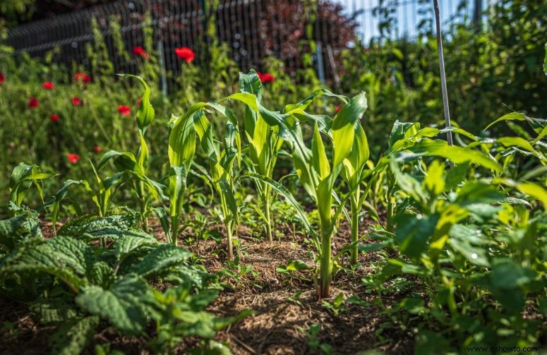 Cómo la peor sección de su jardín puede convertirse en el mejor jardín