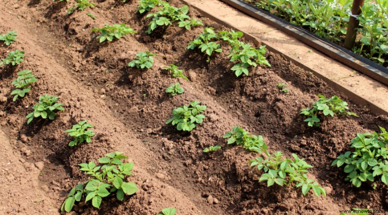 Cómo la peor sección de su jardín puede convertirse en el mejor jardín