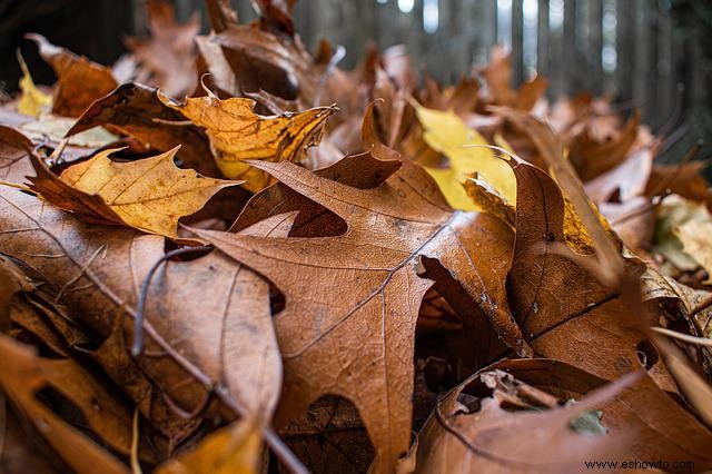 Cómo la peor sección de su jardín puede convertirse en el mejor jardín